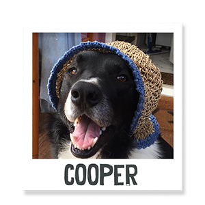 Cooper the dog enjoying Benevo vegan pet food