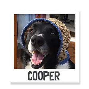 Cooper the dog enjoying Benevo vegan pet food