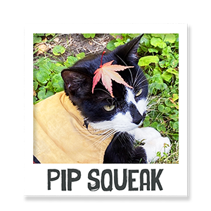 Pip Squeak the cat enjoying Benevo vegan pet food