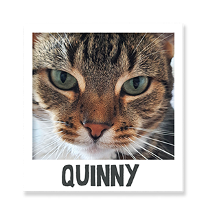 Quinny the cat enjoying Benevo vegan pet food