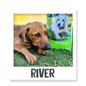 River the dog enjoying Benevo vegan puppy food