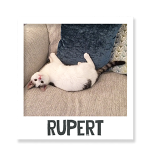 Rupert Enjoys Benevo Vegan Pet Food