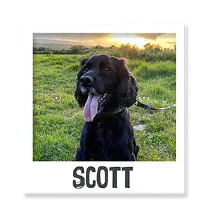 Scott the dog enjoying Benevo vegan pet food