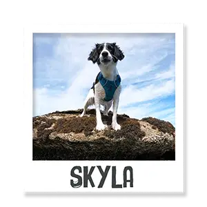 Skyla the dog enjoying Benevo vegan pet food