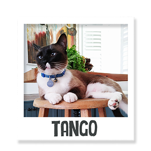 Tango the cat enjoying Benevo vegan pet food