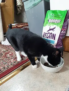 Benevo vegan cat food customer