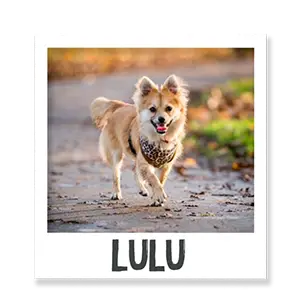 Lulu
