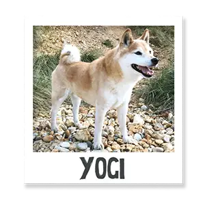 Yogi